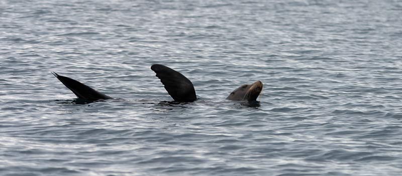 seal-sunning.jpg - 46kB