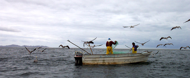 pelican-fishing.jpg - 47kB