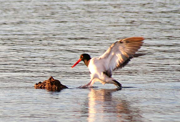 oystercatcher.jpg - 48kB