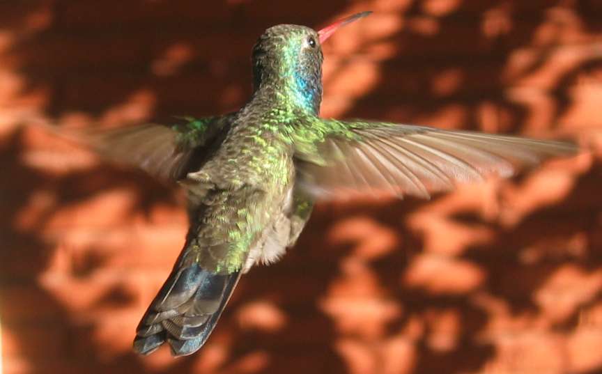 Hummingbird 12.JPG - 35kB