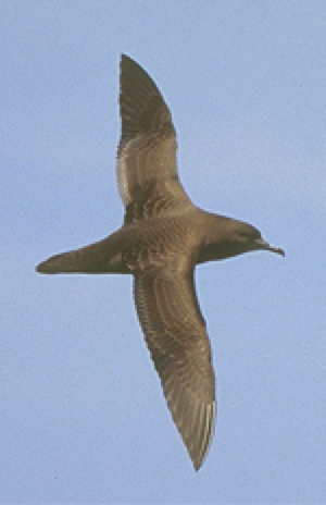 sootyShearwater_Patteson150.jpg - 40kB