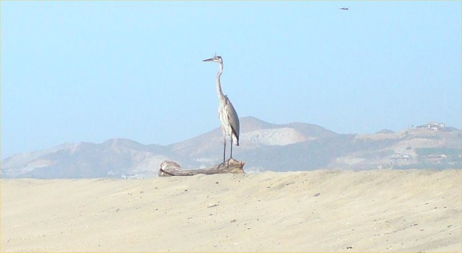 heron.jpg - 39kB