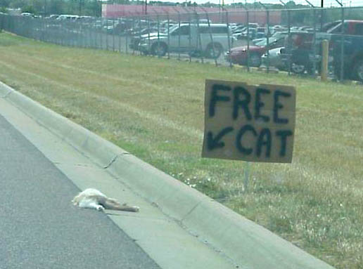 Free cat.jpg - 35kB