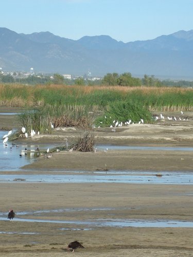 egrets.jpg - 37kB