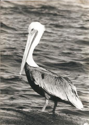 Pelican B&W.jpg - 33kB