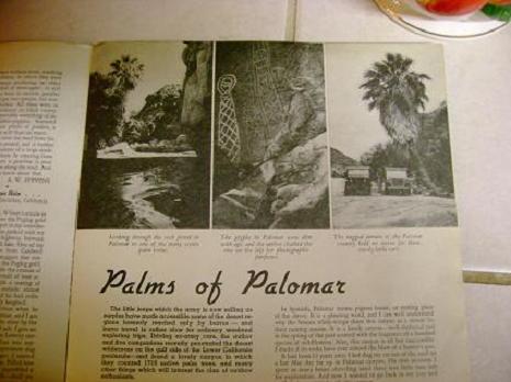 Palms of Palomar Canyon.JPG - 50kB