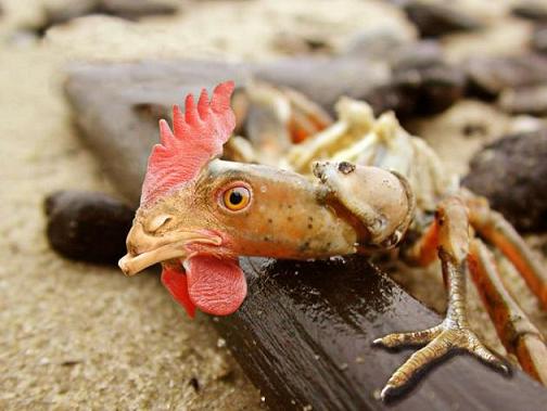 chicken crab.jpg - 31kB