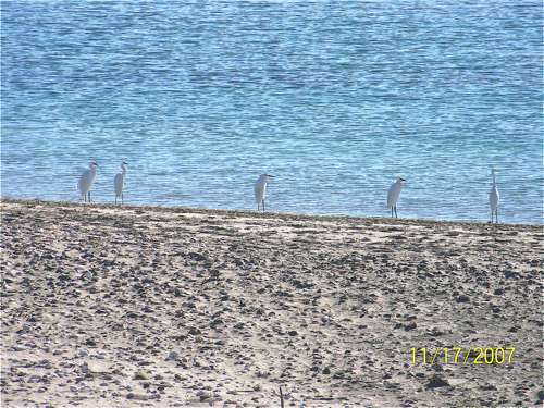 Snowy Egret 1.jpg - 48kB