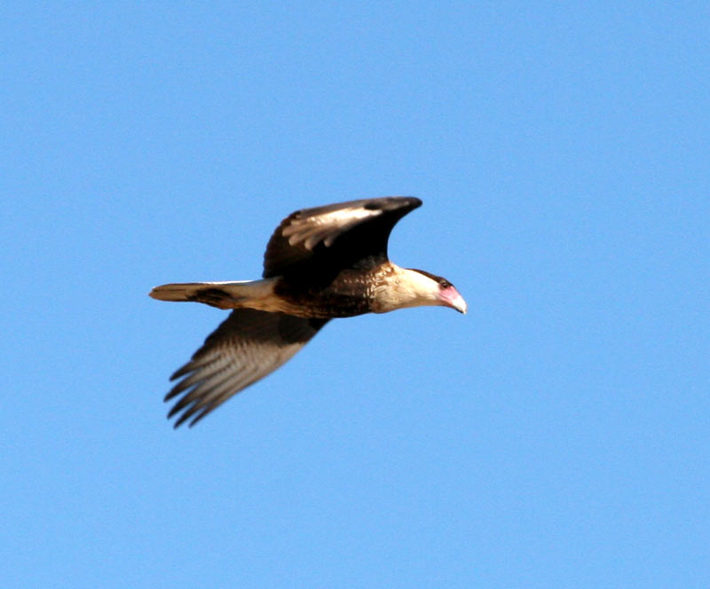 Caracara.jpg - 44kB