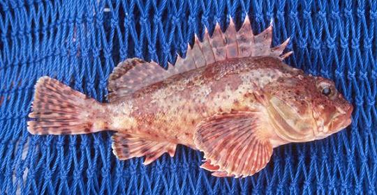 Sculpin 3.jpg - 45kB