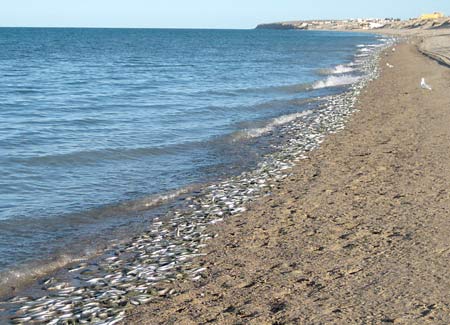 grunion022408.jpg - 36kB