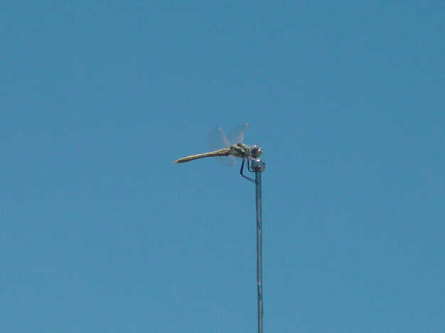 dragonfly.jpg - 11kB