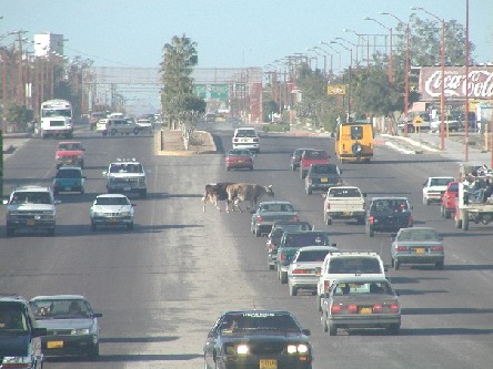 cowcrossing.jpg - 50kB