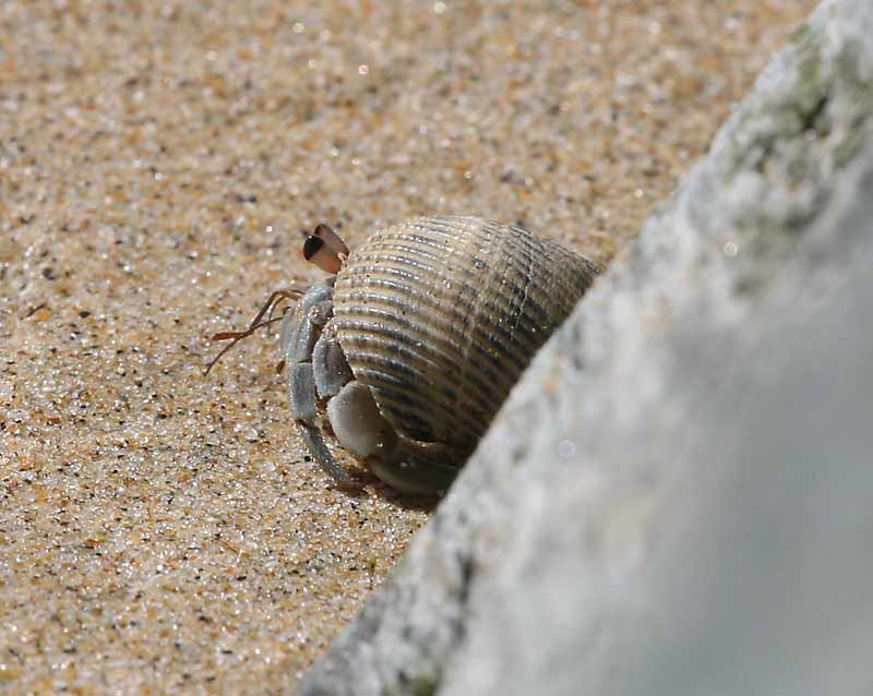 Hermit-crab.jpg - 50kB