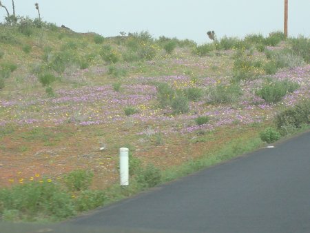 roadflowers.jpg - 32kB