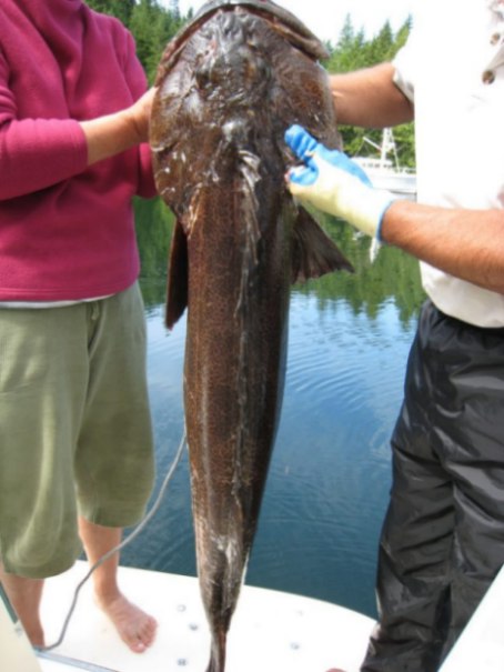 lingcod_July_2007.jpg - 49kB