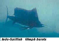 - 0 0 1 aaindosailfish.jpg - 5kB