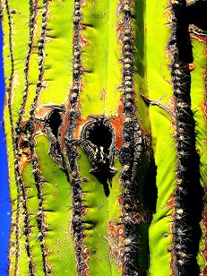 Cactus close up R3.JPG - 46kB