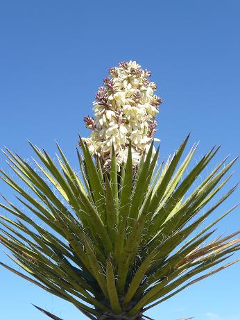 Cactus Blossom R4.JPG - 48kB