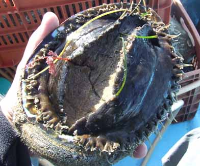 bigabalone.jpg - 49kB