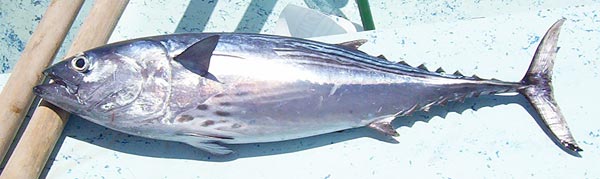 BlackSkipjack.jpg - 26kB