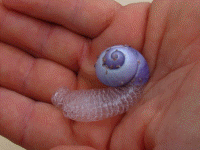 Pelagic%20Snail%20Pacific%20Crossing%2004-25-06%20010%20RLeV_small.gif - 20kB