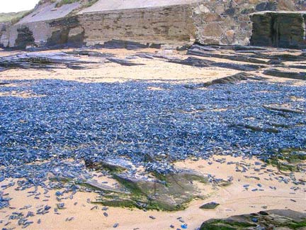 Velella4172-AJB.jpg - 46kB