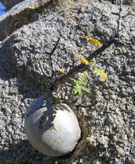 Baby Elephant Tree.jpg - 43kB