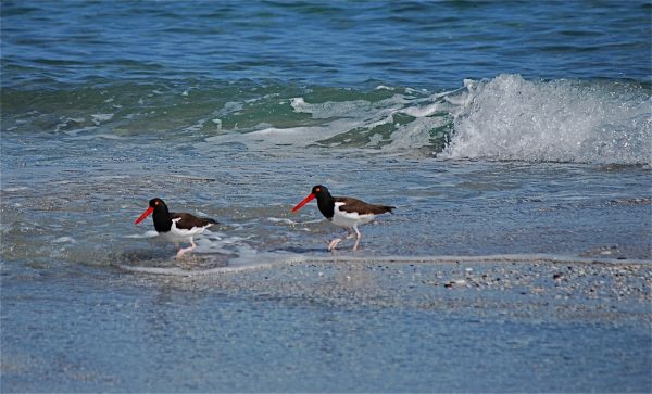 Oyster Catchers.jpg - 49kB