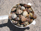 Clams micro.jpg - 36kB