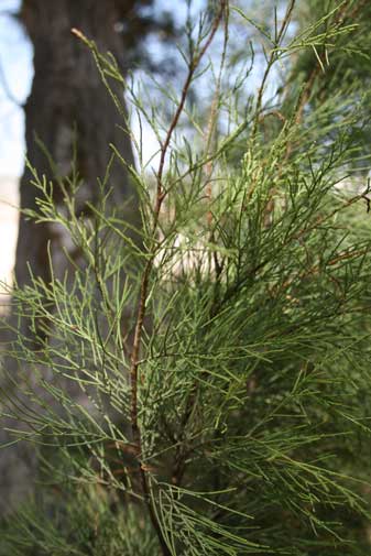 salt-pine-leaves-closeup.jpg - 32kB