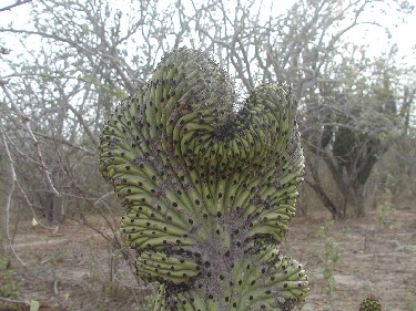 mutated cactus.jpg - 49kB