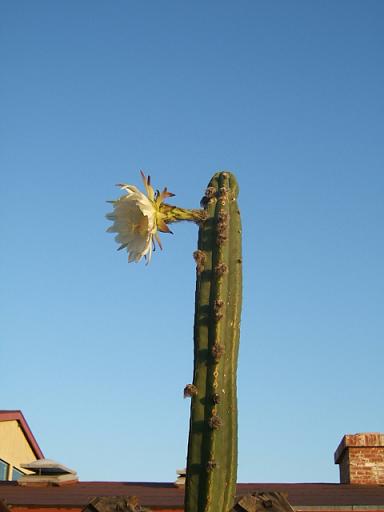 cactus flower.JPG - 25kB