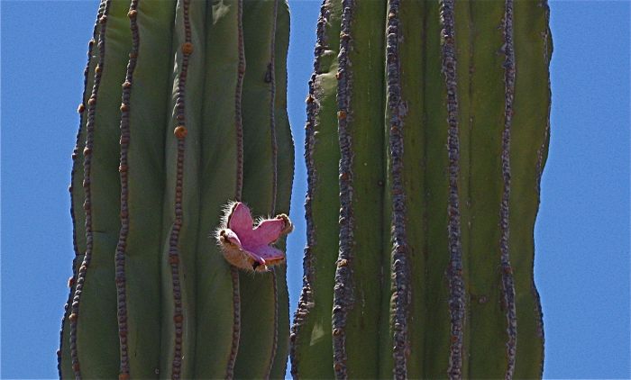 Cactus Flower.jpg - 48kB