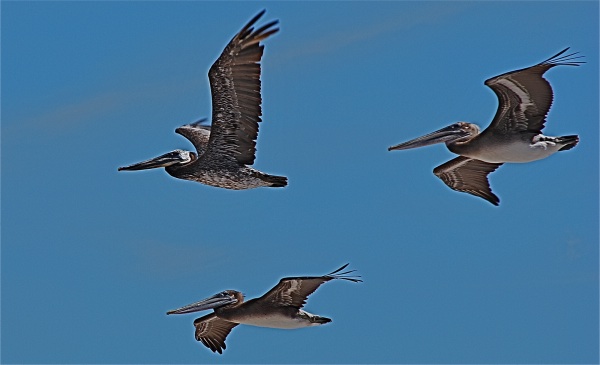 Pelicans  11.jpg - 46kB