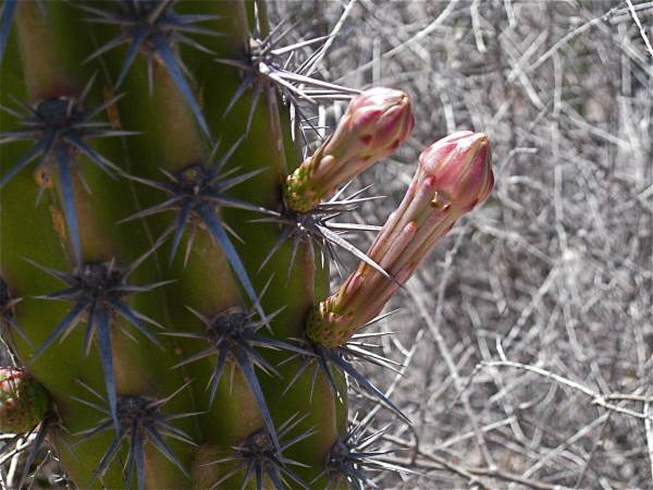 Pitayaha flower.jpg - 46kB