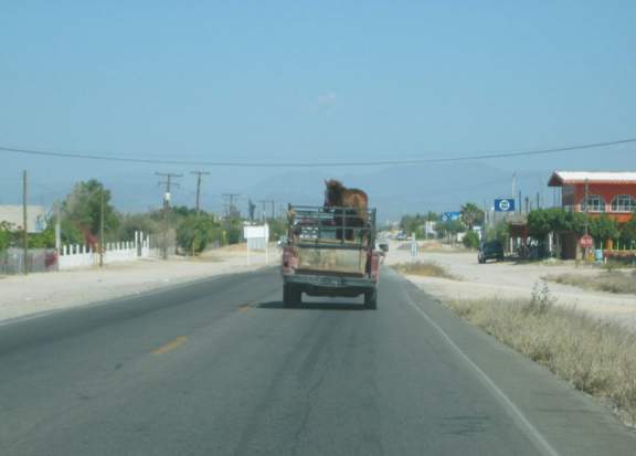 horse_in_pick-up_May6_2007.JPG - 16kB