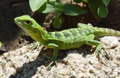 Green Lizard.jpg - 38kB