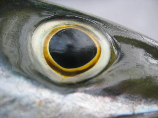 yellow tail w john 024.jpg - 40kB