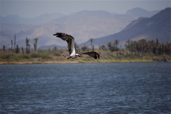 Osprey 2.jpg - 48kB