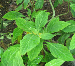 260px-Salvia_divinorum_-_Herba_de_Maria.jpg - 21kB