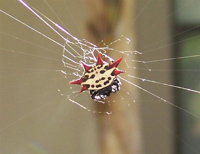 Spider (Small).jpg - 35kB