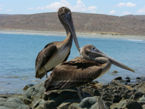 pelicans.JPG - 46kB