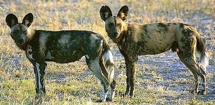 Wild African Dogs I.jpg - 36kB