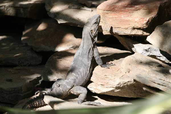 Chuckwalla-small.jpg - 30kB