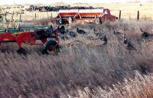 - WILD TURKEYS - RANCH, ND 2008.jpg - 50kB