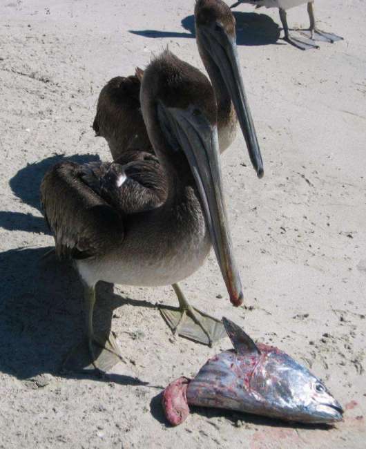 pelicans_with_bonito_head_Jan30_2008.JPG - 43kB