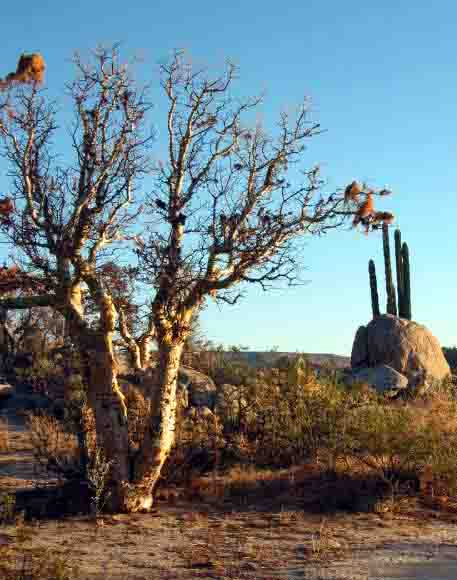 El tree near Catavina.jpg - 49kB