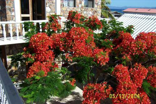 Flame Tree.jpg - 47kB