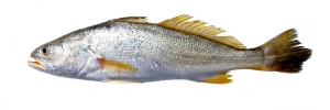 Corvina Rena.jpg - 11kB